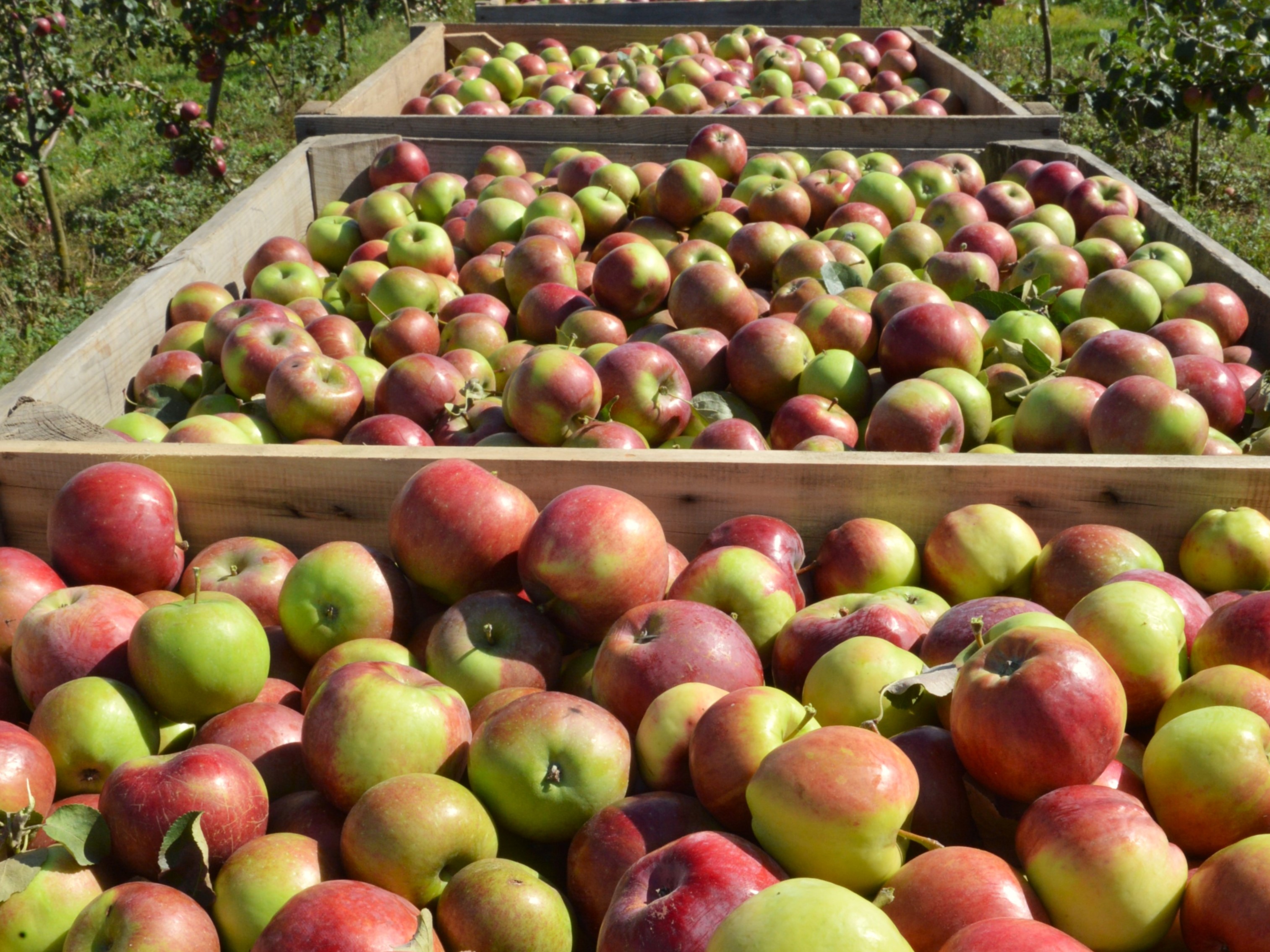 ЯБЛОКИ СВЕЖИЕ