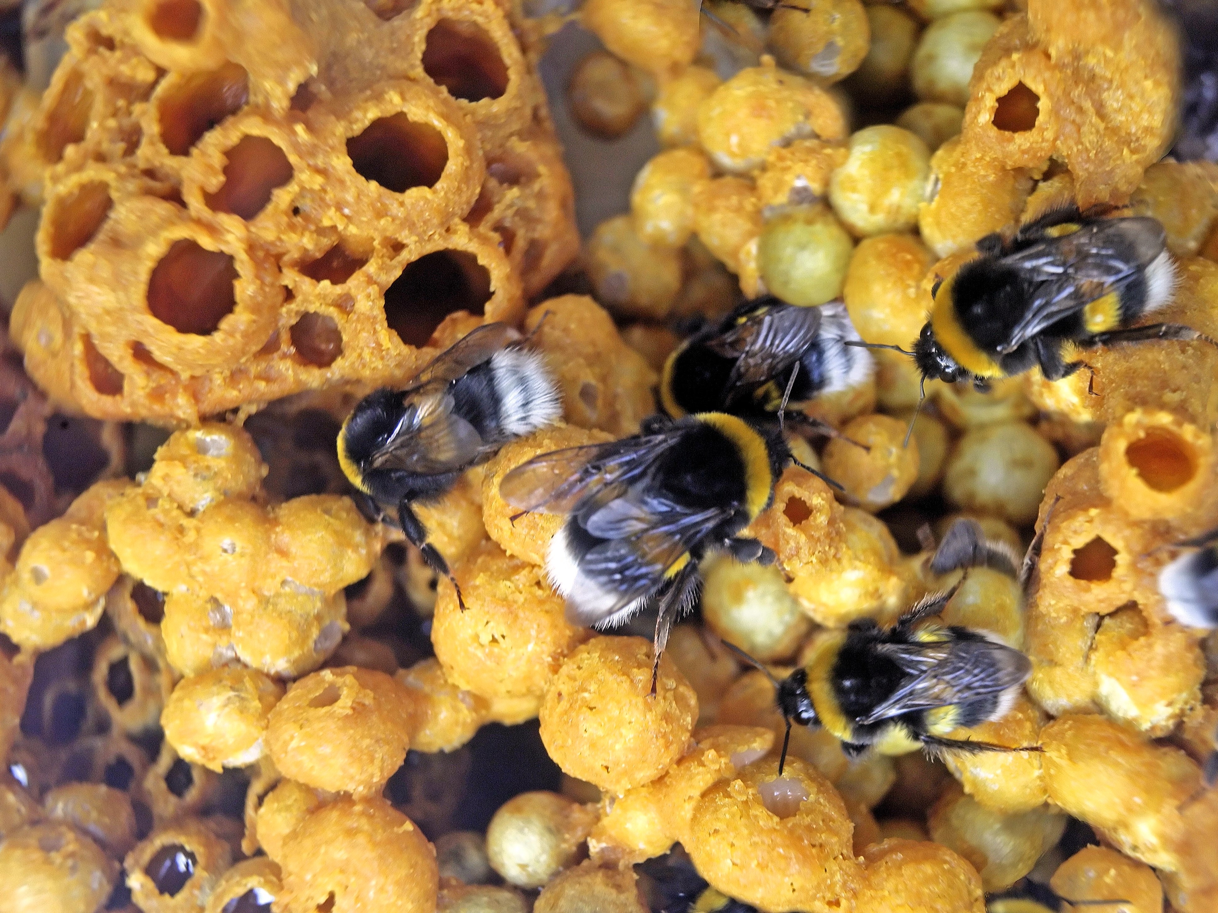 ШМЕЛИНЫЕ СЕМЬИ