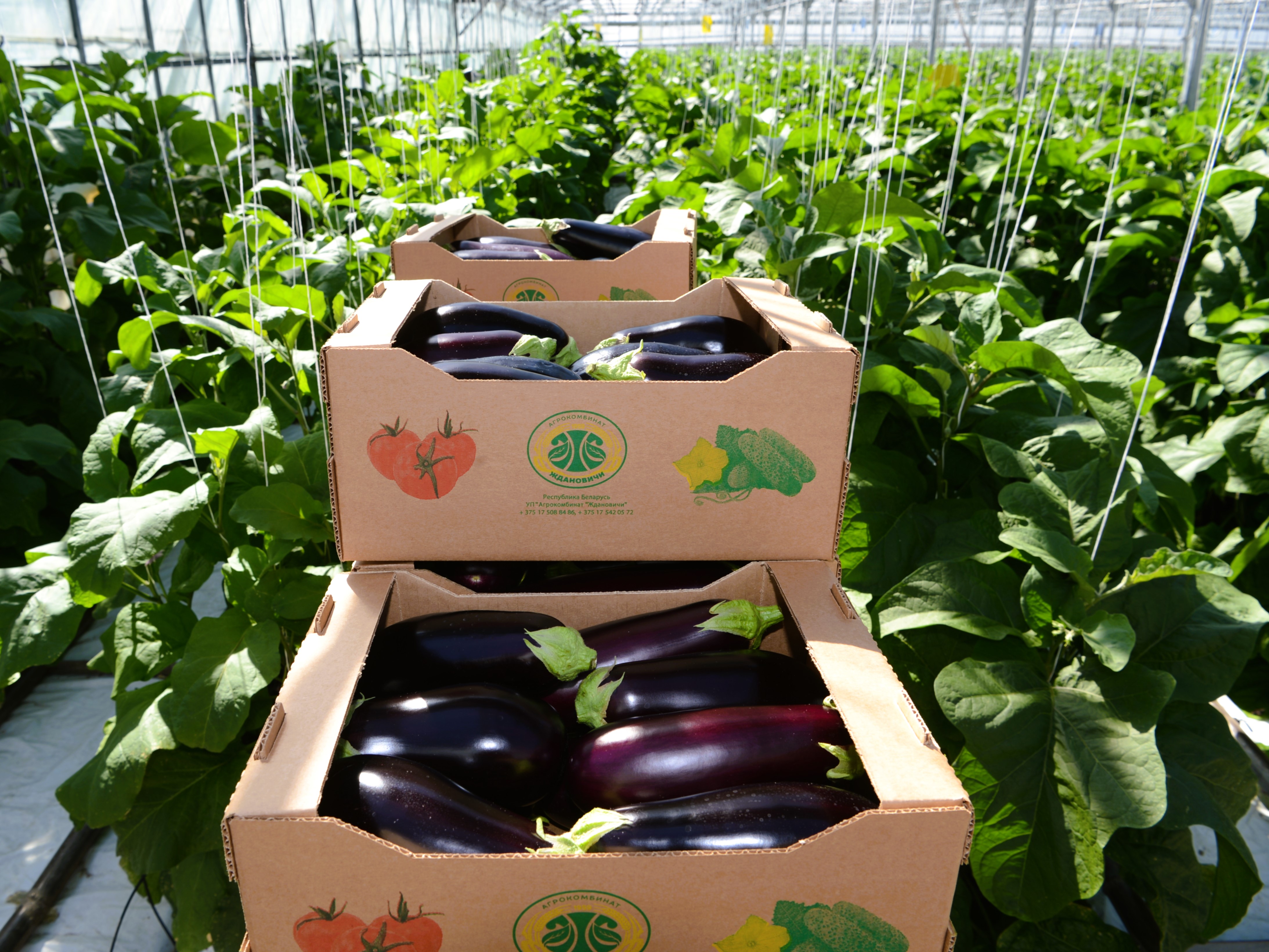 Зерновые поля агрокомбината