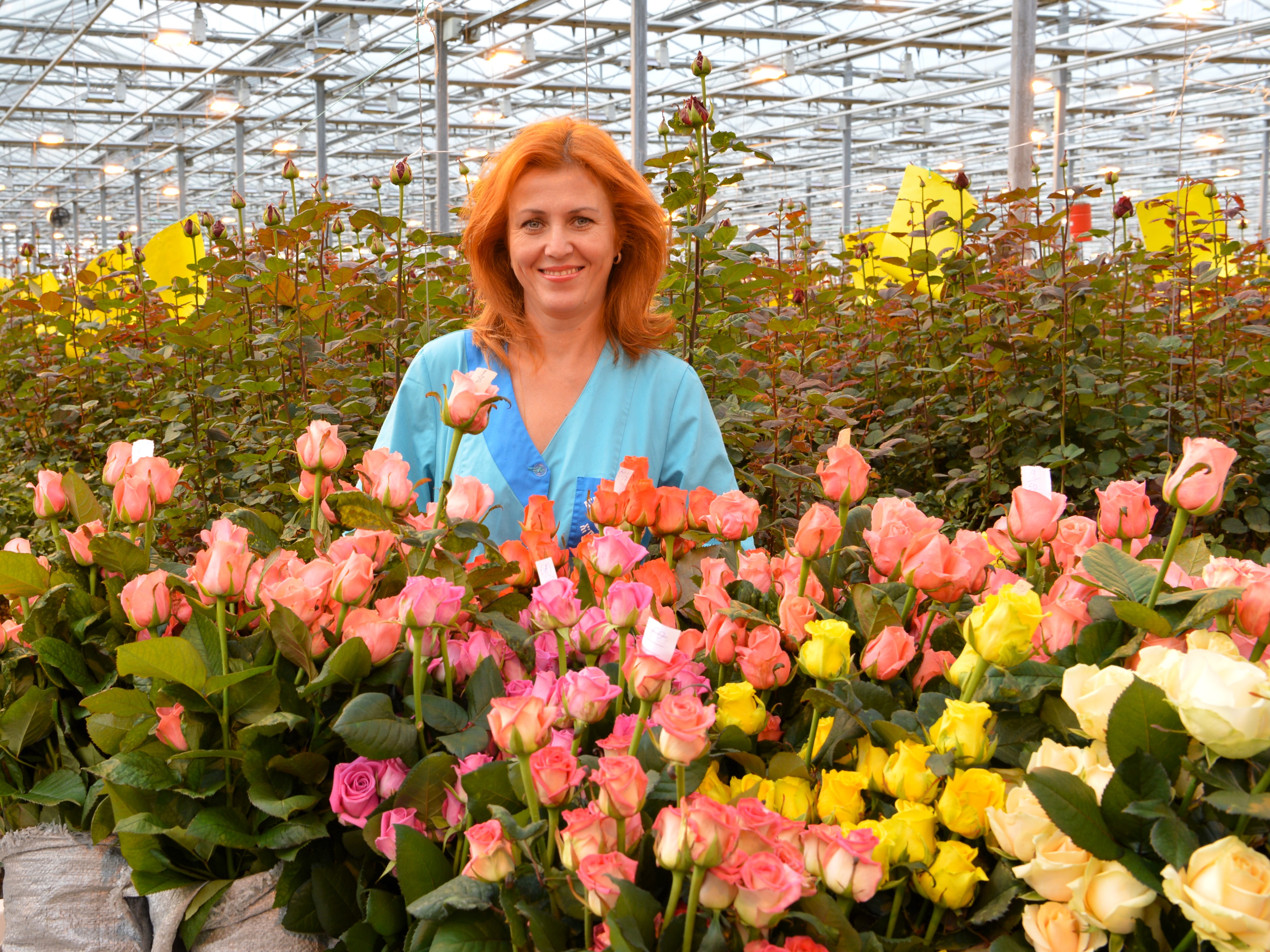 Зерновые поля агрокомбината