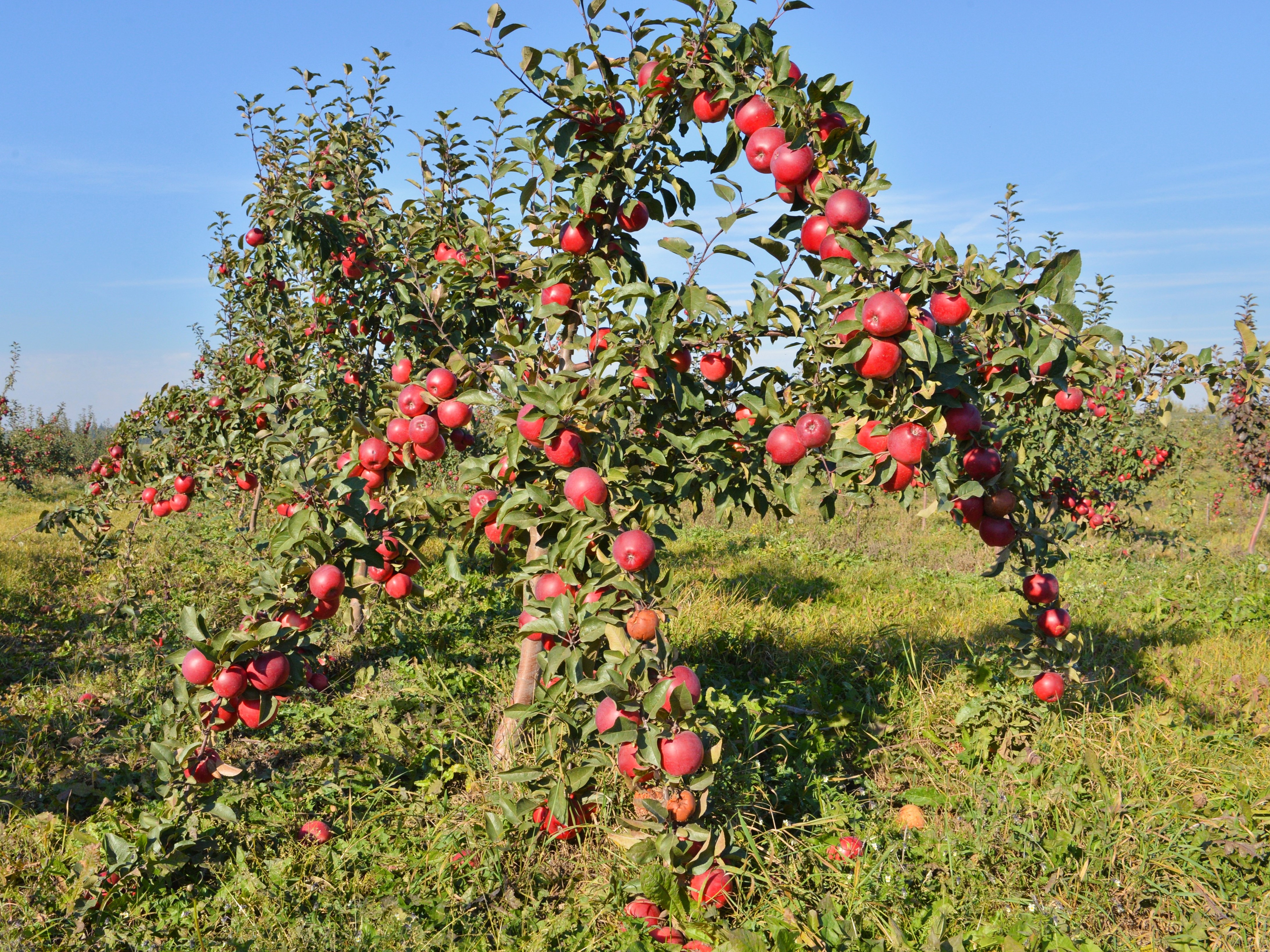Зерновые поля агрокомбината