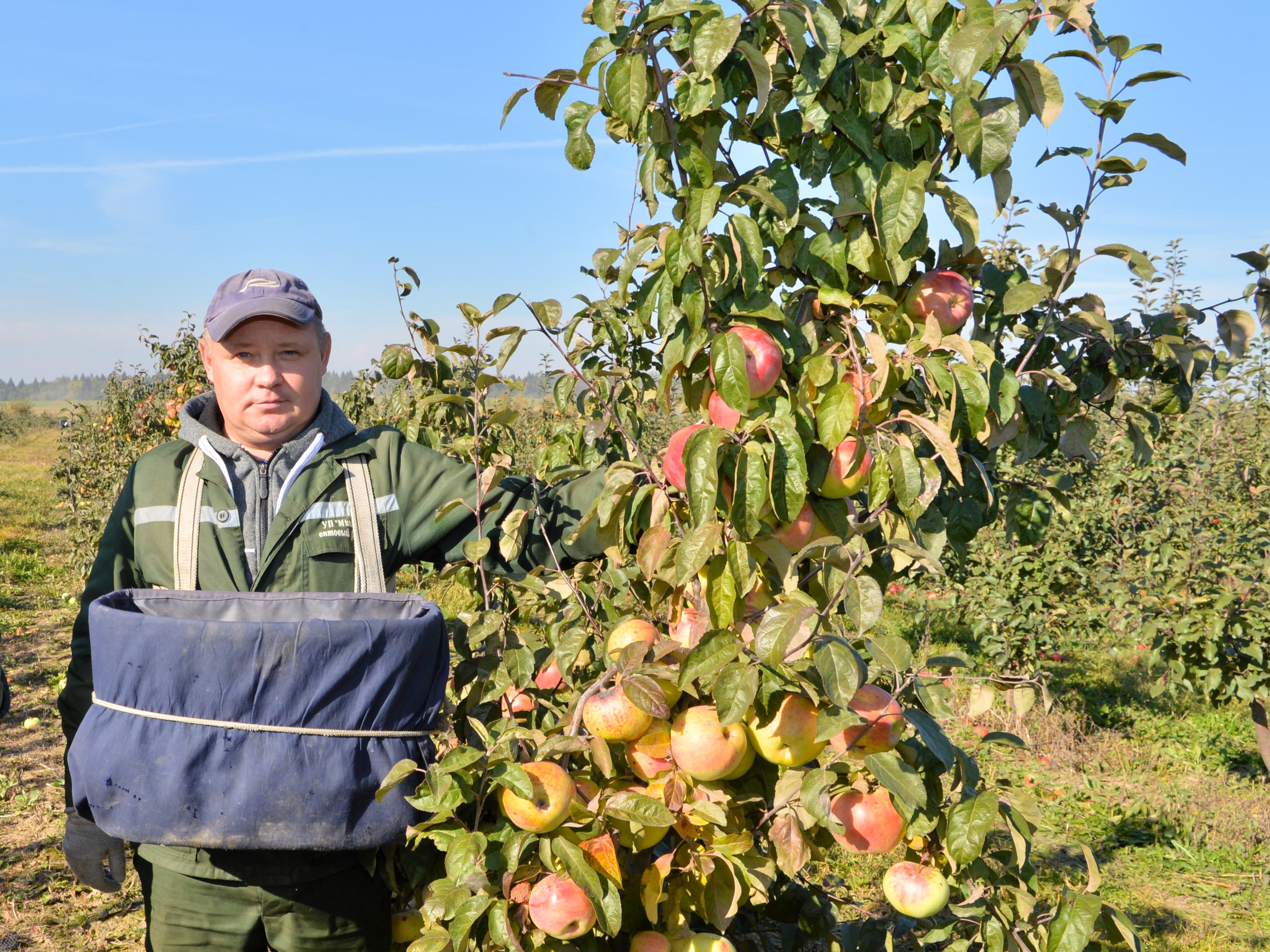 Зерновые поля агрокомбината
