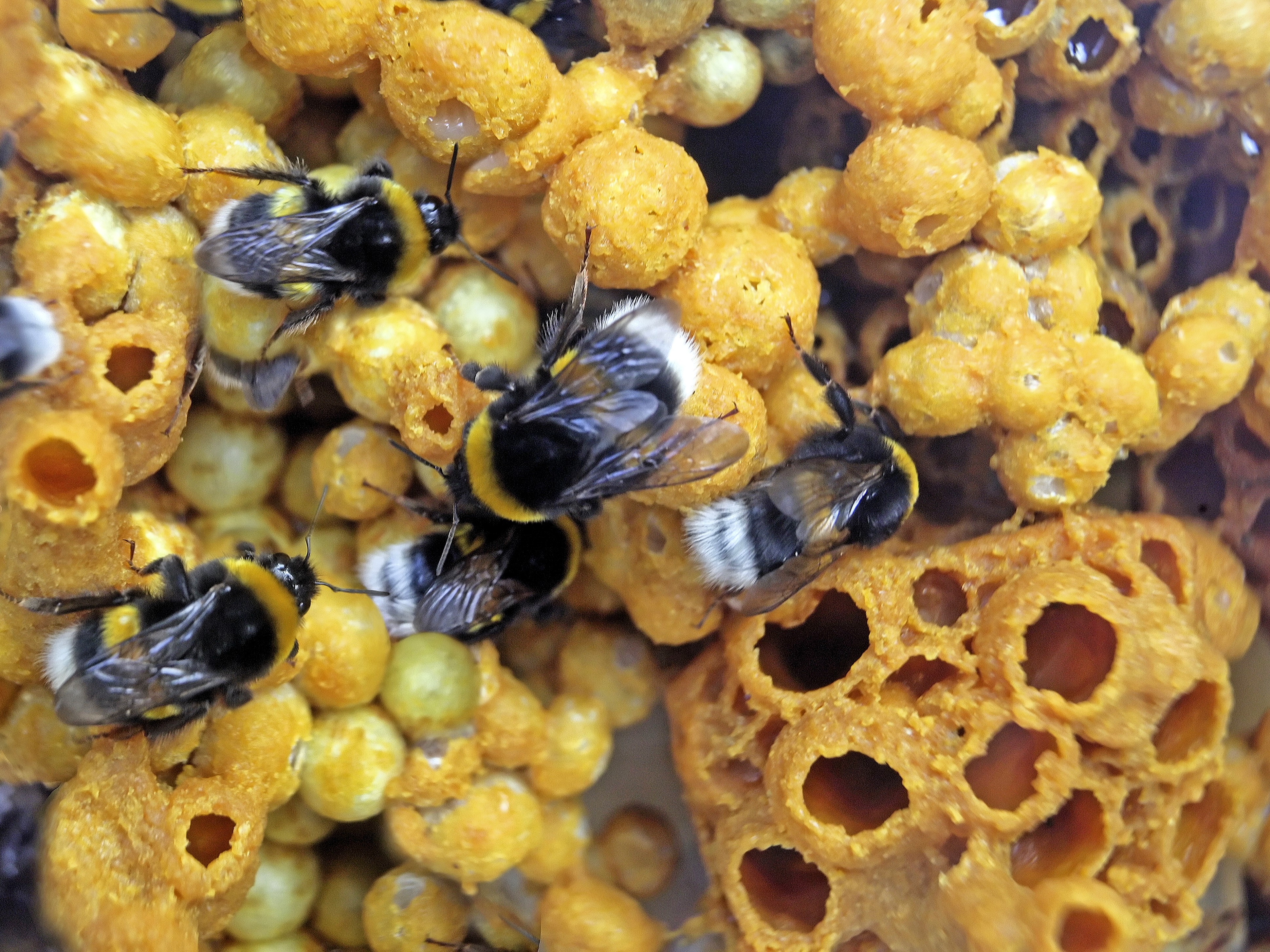 Зерновые поля агрокомбината